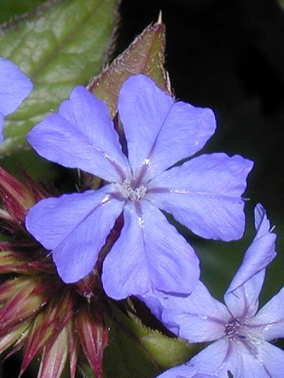 Cerato- plavo-ljubičasti cvet sa pet latica
