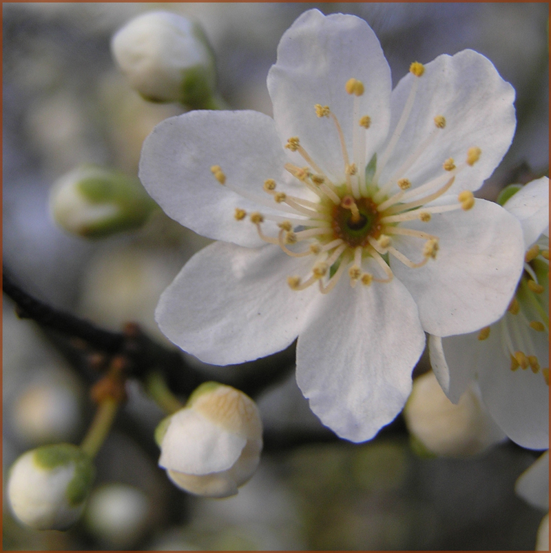 Crabb apple-Divlja jabuka-beli cvet sa šest latica