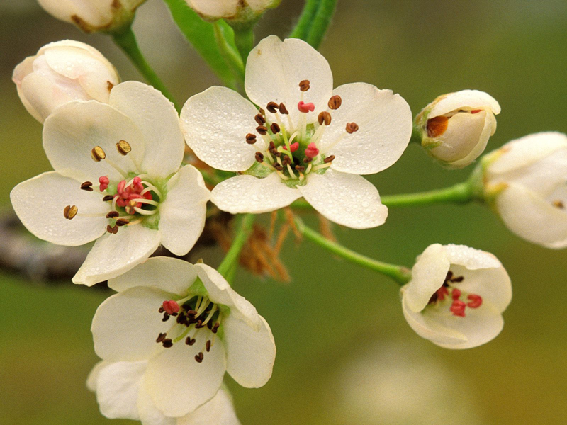 Crabb apple - Divlja jabuka - White flower