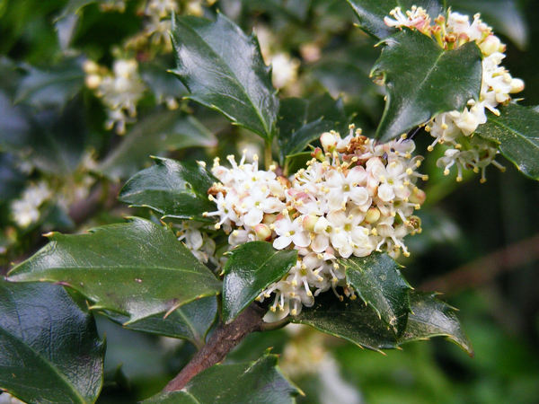 Holly-Bozikovina-beli cvetici-cvetna esencija za olakšanje kada smo ljuti, besni, agresivni