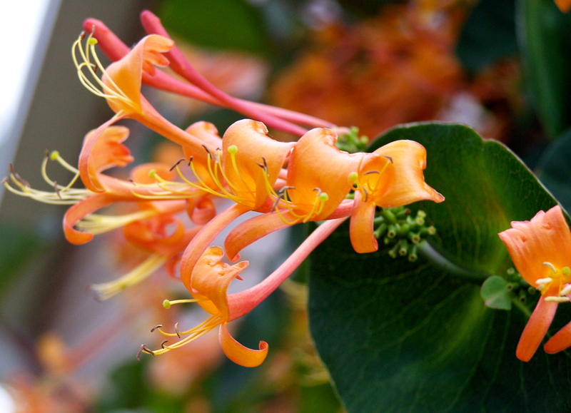 16.Honeysuckle(Orlovi-nokti)- Narandžast raskošan cvet od kog se dobija cvetna esencija koja pomaže u slučaju nostalgije
