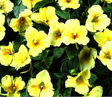 18.Impatiens(Nedirak)- žuti cvetići od kojih se dobija esencija za slučaj nestrpljenja i brzopletosti da se transformiše u strpljenje