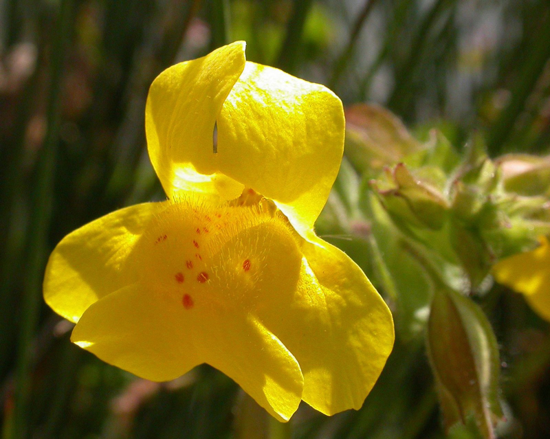 20.Mimulus(Zevalica)-Žuti cvet od kog se dobija esencija za smanjivanje osećaja straha