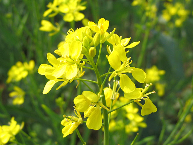 17.Hornbeam(Grab)- Viseći žuto-zelenkasti cvetovi-cventa esencija koja pomaže u slučaju stalnog odlaganja 