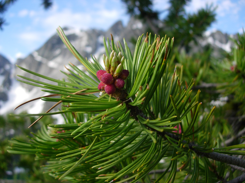 24.Pine(CrniBor)- Roze cvet sa iglicama bora od kog se dobija esencija za eliminaciju osećaja krivice