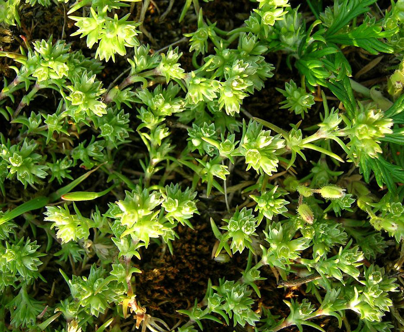 Sklerantus-Treskavica-zeleno lišće