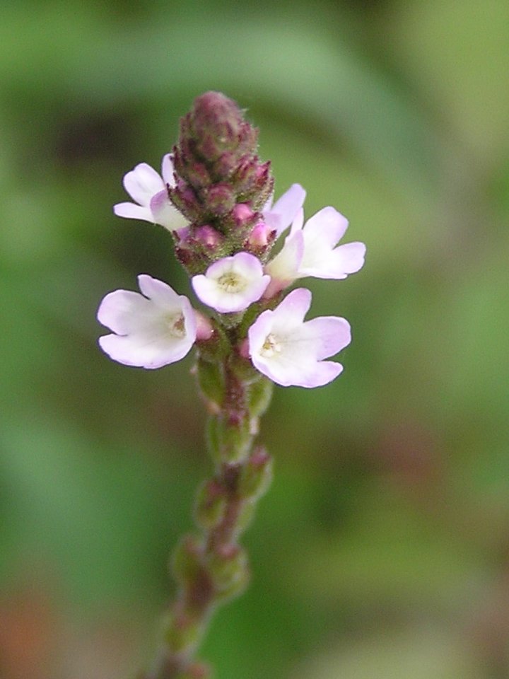 31-Vervein-Sporis-mali svetlo roze cvetovi