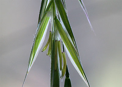 36.WildOatDivlja-Zob-zeleni dugi ostri listovi